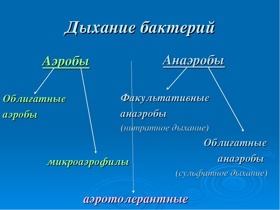 Дыхание бактерий. Способы дыхания бактерий схема. Типы дыхания микробиология. Типы дыхания бактерий схема. Способы дыхания бактериальной клетки.